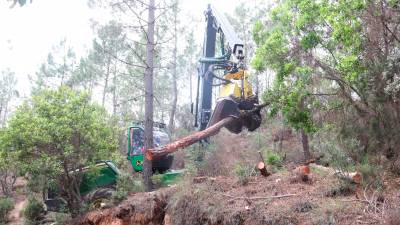 Una máquina cortando un pino muerto. Foto: Aleix Freixas/ACN