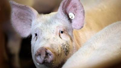 El país asiático es un importante destino para partes menos cotizadas en Europa como orejas, morro o patas de ese animal. Foto: EFE