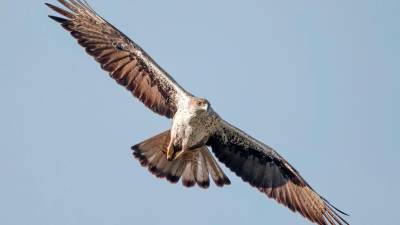 Un ejemplar de águila perdicera. Foto: ICRA