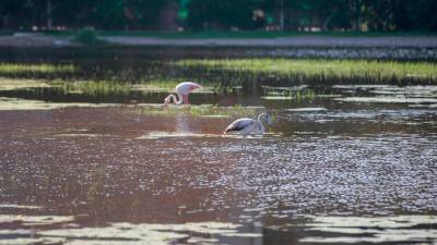 Las dos aves, en la laguna artificial. Foto: Marc Bosch