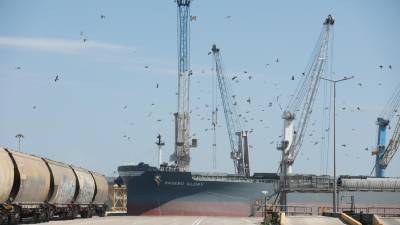 Las instalaciones del Port de Tarragona están llenas de palomas durante todo el día. Foto: Pere Ferré