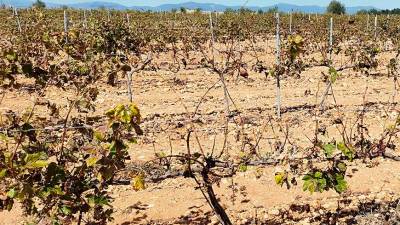 Las viñas del Penedès sufren los efectos de años de sequías extremas.