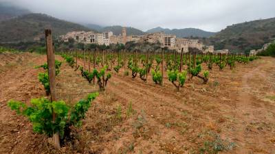 Las viñas de Josep Ramon Sedó, visiblemente mermadas, con La Vilella Baixa de fondo. Foto: Marc Bosch
