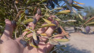 En molts arbres es va assecar la flor i en altres, el fruit va acabar caient. Foto: J. Revillas