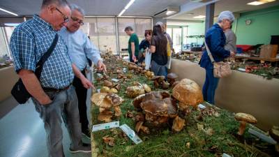 28ª Mostra de Bolets en el Centre de Serveis per a la Gent Gran de El Morell. FOTO: marc bosch