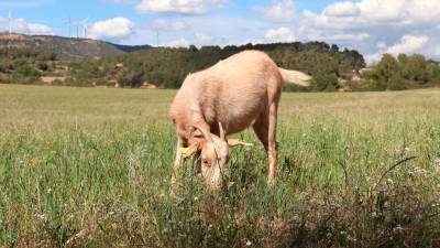 Una cabra pasturant per una finca de Solivella. Foto: ACN