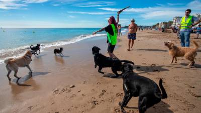 Los perros guía compartieron un baño en la playa. Foto: Marc Bosch