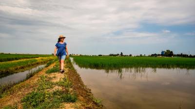 La Montse Sérvulo, en els arrossars del Delta que tant s’estima. foto: oriol alella