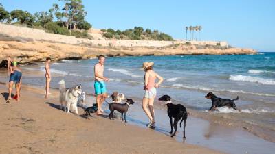 Imagen de 2021, último año en que se instaló la playa para perros en El Miracle. Foto: Alba Mariné