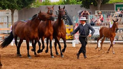 Un instant de la Fira del Cavall, ahir al Parc de la Festa. foto: A. González
