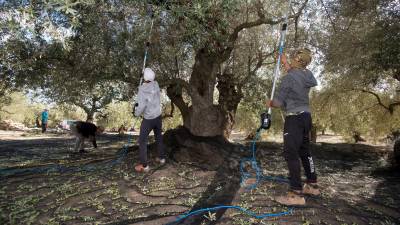 Unió de Pagesos estima que la campaña de olivas de este año sufrirá una reducción drástica. FOTO: Joan Revillas