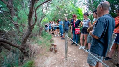 Los patos pasean habitualmente por el sendero entre los visitantes. foto: Marc Bosch