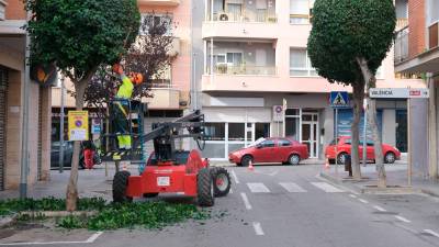 Un trabajador repasa un árbol de la calle Santa Joaquima de Vedruna. Foto: Cedida