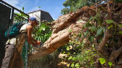 Un hombre corta con una sierra el tronco de un árbol caído a causa del huracán Rafael, este pasado viernes en La Habana, Cuba. Foto: EFE