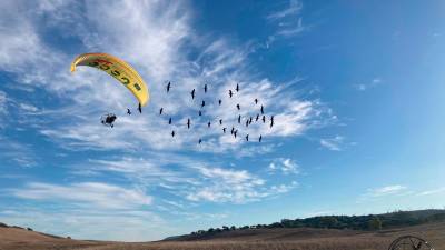 El ultraligero guía a los ibis en su migración.