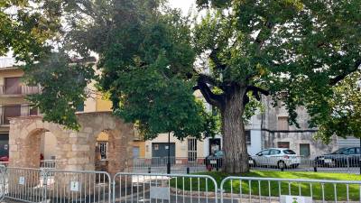 El árbol se ha vallado para evitar que alguien pueda sufrir daños.