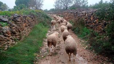 Un rebaño por la Carrerada de Santa Coloma.