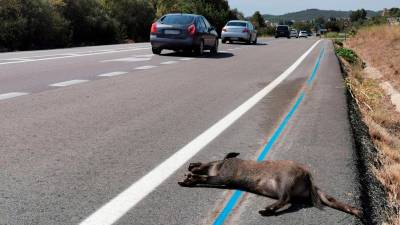 Jabalí muerto en la cuneta de la carretera C-14, en Alcover. Foto: Àngel Juanpere