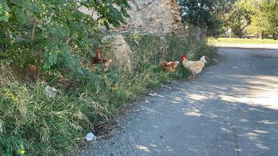 Tres de las gallinas, en la salida del aparcamiento y con la antigua N-340 de fondo. Foto: Vicente M. Izquierdo