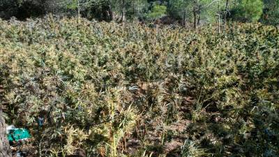 Imagen de una de las plantaciones, oculta en una zona boscosa. Foto: Mossos d’Esquadra