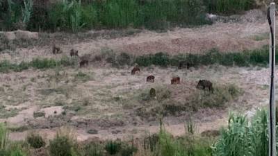 Imagen de los jabalíes presentes en la zona del Barranc de Barenys. Foto: DT