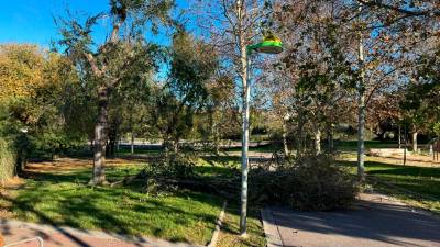 Árbol caído en el Parc Francolí. Foto: Celia Alonso