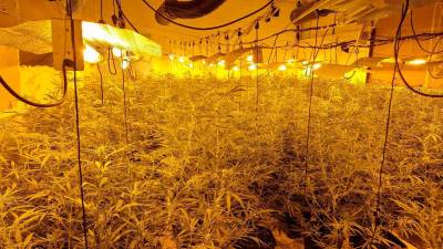 La plantación de marihuana en una nave en Masllorenç. Foto: Mossos d’Esquadra