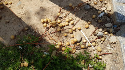 Imagen de numerosas drupas en el suelo, junto a uno de los &aacute;rboles. FOTO: Eduard Casta&ntilde;o