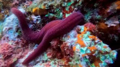 La estrella de mar púrpura observada en L’Ametlla de Mar. Foto: ACN