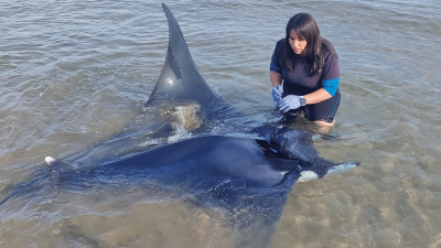 La mantarraya que apareció en Calafell llegó en mayo. Foto: CRAM