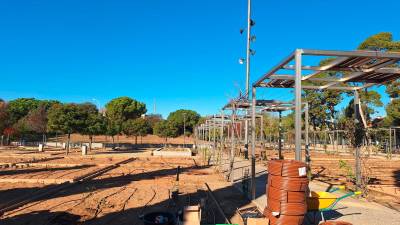 La roserar Joaquima Gallisà és l’únic que hi ha a Reus. Fotos: Ajuntament de Reus