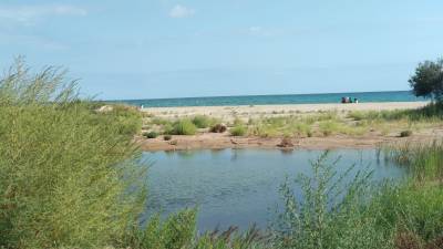 El flamenco en una de las lagunas.