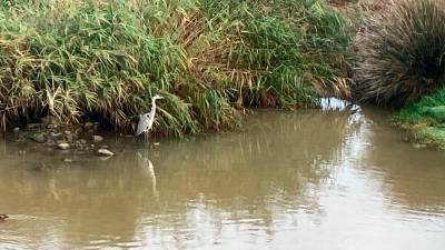 Un ejemplar de garza real en la desembocadira de la riera de La Bisbal en El Vendrell. FOTO: JMB