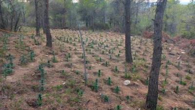 La plantación entre los árboles del bosque de Batea. Foto: Mossos