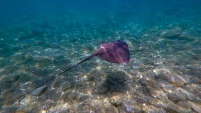 Una raya como las que cada vez llegan a la orilla de las playas. FOTO: CATSHARK