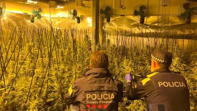 Operativo del cuerpo de Mossos d’Esquadra en Tarragona en el que se intervinieron plantaciones de marihuana. Foto: Mossos d’Esquadra