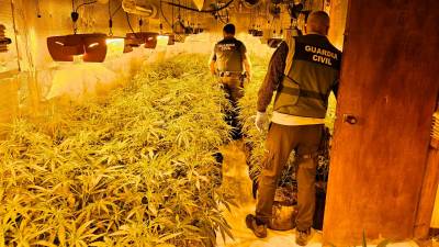 Agentes de la Guardia Civil de Tarragona intervienen una plantación de marihuana en un inmueble. Foto: Guardia Civil