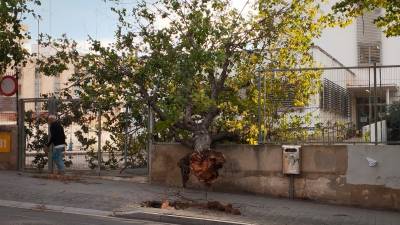 Un árbol caído en Tarragona, en la calle Vidal i Barraquer. Foto: Irene Palau