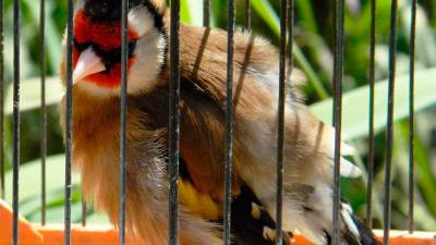 Entre las aves decomisadas y libradas había decenas de jilgueros.