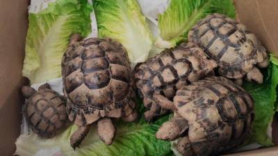 Tortugas entregadas en el centro de Calafell.