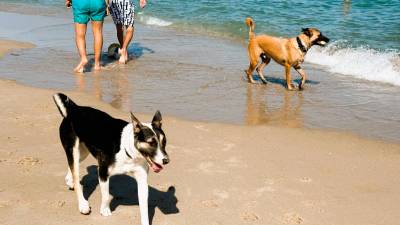 La playa canina ha garantizado el respeto y seguridad para todos los usuarios. FOTO: Ajuntament de Torredembarra