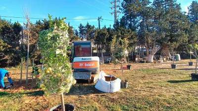 Plantació d’arbres a Cal Dània.