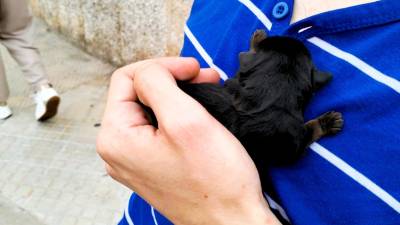 Uno de los cachorros encontrados en un contenedor de la localidad. Foto: Ajuntament