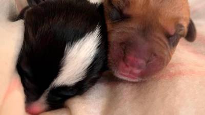 Los dos cachorros rescatados en Calafell.