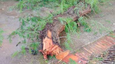 Un árbol caído por la tormenta en el barrio Mas Pellicer de Reus. Foto: Eduardo Navas