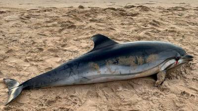 El ejemplar hallado este domingo en la playa del Regueral. Foto: Aj. Cambrils