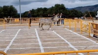 El animal está en el recinto. FOTO El Vendrell TV