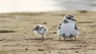 Este temporada han nacido menos pollos de chorlitejo en el Garraf y Baix Penedès. FOTO: DT