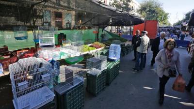 Hoy, en el mercadillo de Tarragona, han vendido jaulas y plantas.