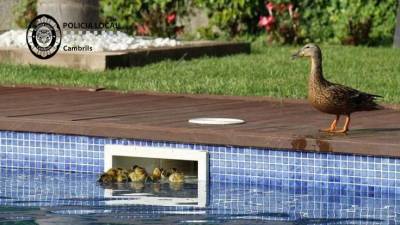 Los patitos se metían peligrosamente en los huecos que se usan para filtrar el agua.